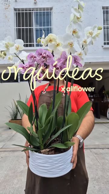 Miembro del equipo de All Flower con una base de orquídeas